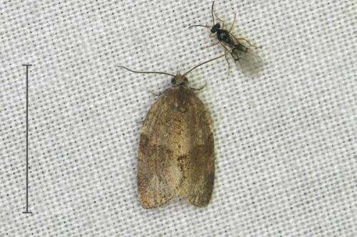 Syndemis musculana